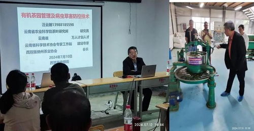 西盟縣農科服務團佤鄉傳授茶科技，信息技術咨詢服務助力鄉村全面振興